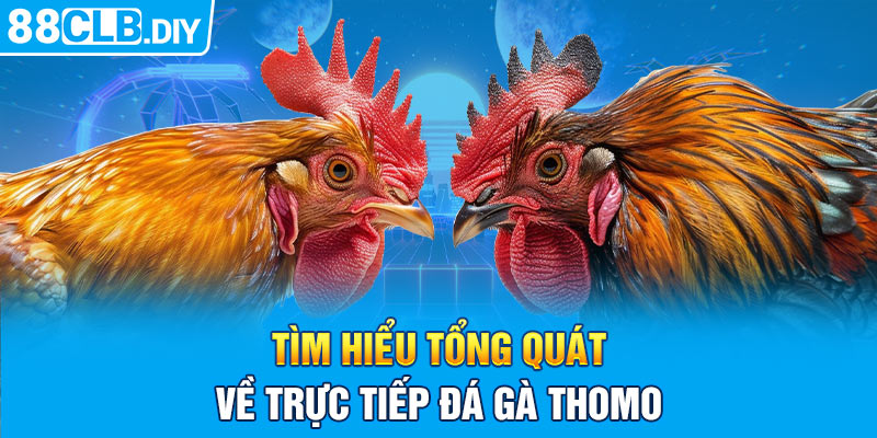 Tìm hiểu tổng quát về trực tiếp đá gà Thomo